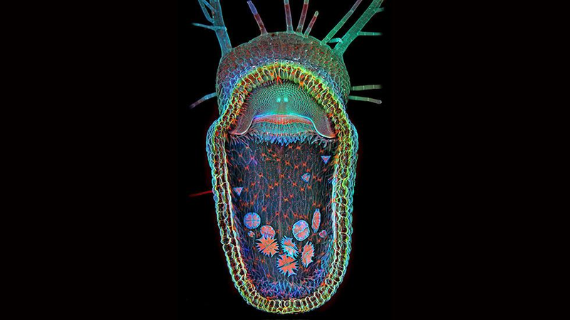 Illustration for article titled Monstruos diminutos: las 10 mejores imágenes microscópicas del año